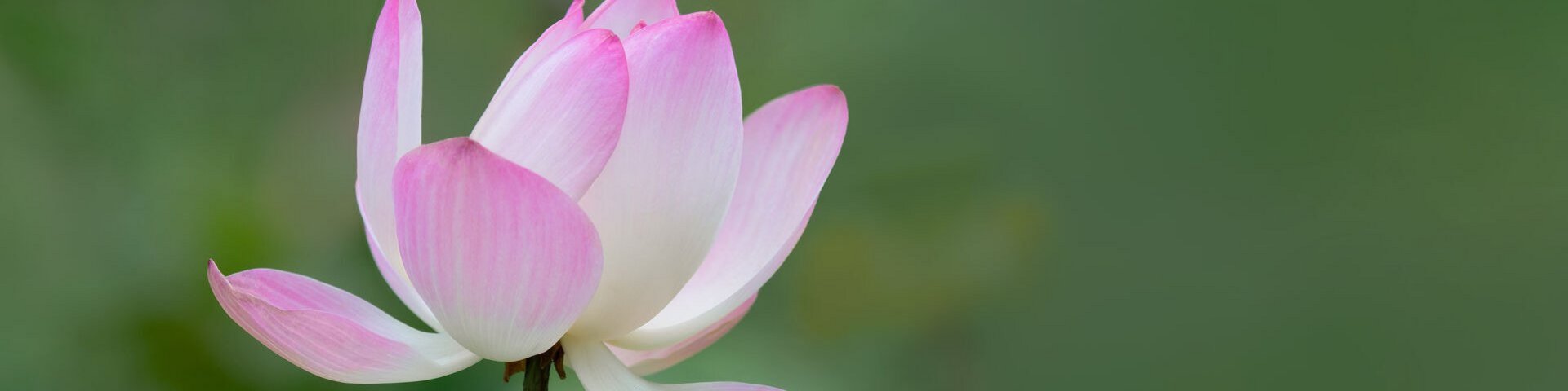 Lotus-Blume Lotus-Blume