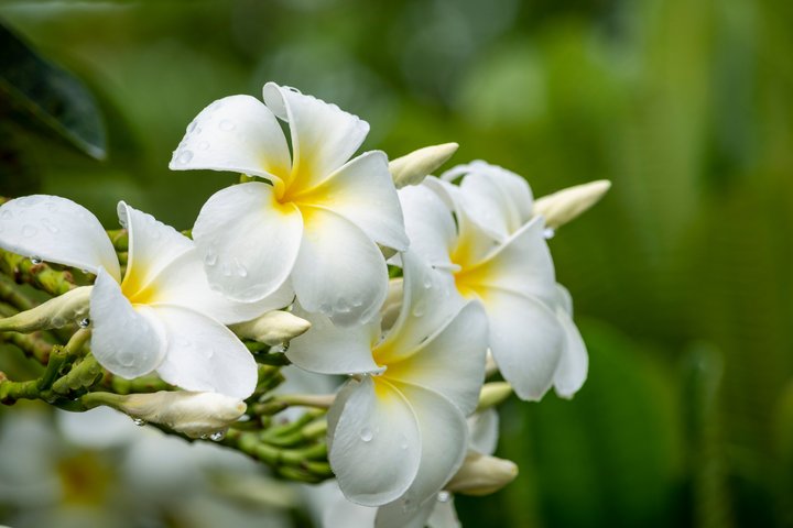 Frangipani Frangipani